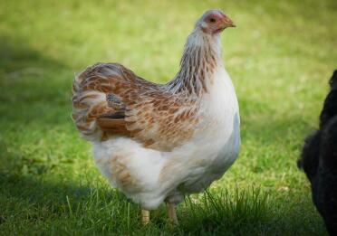 Zalm Wyandotte hen