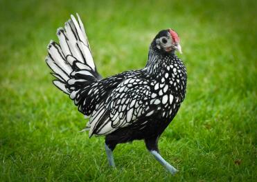 Zilvergeschubde Sebright haan