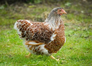 Splash Red Laced Wyandotte hen