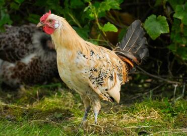 Young Citron Penciled Hamburgse haan