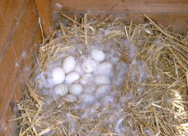 Legde eieren in nest