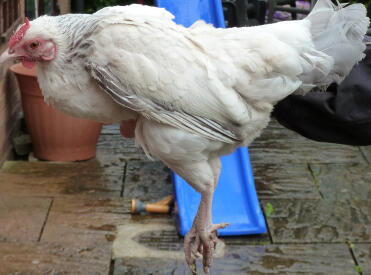 White Rosecomb hen