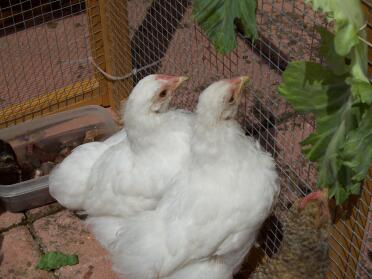 Kippen in ren bij de ingang van hun hok
