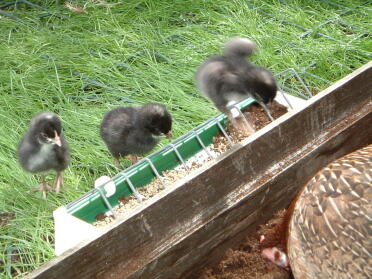 Pas uitgekomen Marans kriel kuikens met hun OEG moeder (Boeing) juni 2007