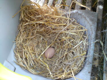 Slimme Peggy heeft haar eerste ei gelegd!