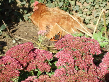 Beryl zonnebaden met vlinder