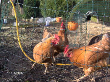 Dixie Chick, Atilla the Hen, Peckadilly & Artmeis Fowl (verborgen) (lr)