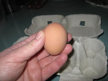 Eggwina's eerste ei op de dag dat ze arriveerde
