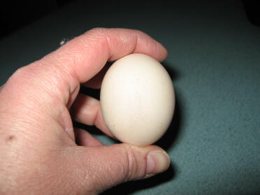 Eggna's eerste ei op dag twee