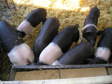 De varkens die we bij Jimmys vonden - let op degene die me het boze oog gaf!