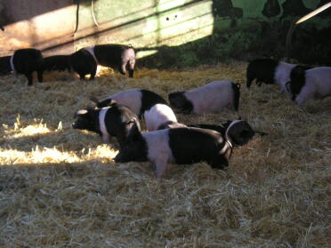 Nog meer varkens - ze stormden rond als gekken - een arme ziel sloeg met zijn hoofd op de palen - OUCH!
