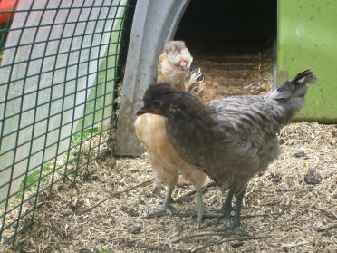 Ruby Tuesday Araucana x witte ster