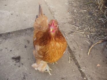 Klis, bekend als wild kind, genomen net na het leggen van haar eerste ei, veren door marc jacobs in zijn grunge periode