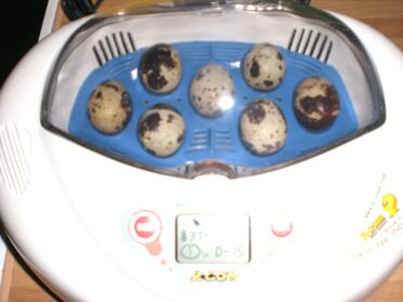 eieren in incubator