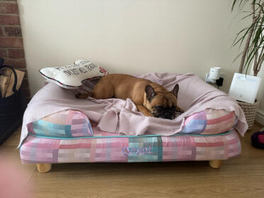 Belle is dol op haar nieuwe bed!