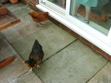 Kippen helpen bij het schoonmaken van de patio