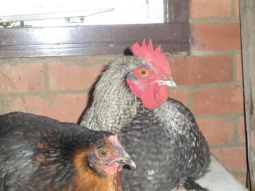 Johnathen en Rachel-broer en zus