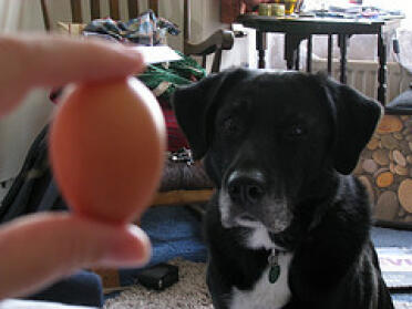 Hond gehypnotiseerd door een klein ei.