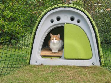 Dave bewijst dat katten en kippen met elkaar overweg kunnen!