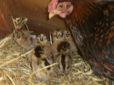 Friese kuikens & mama