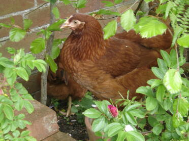 Kippen in planten strooisel