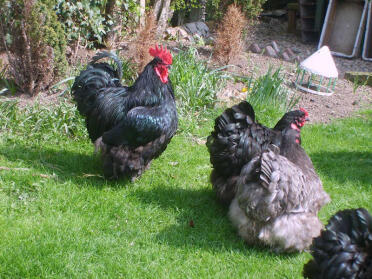 Orpington kippen op gras