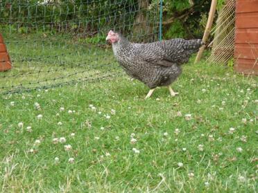 Kippen in tuin met Omlet kippenhekwerk