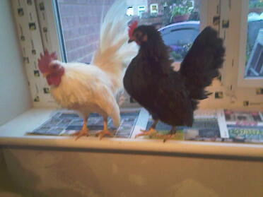 2 kippen poseren