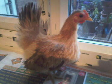 Kip poseert bij raam