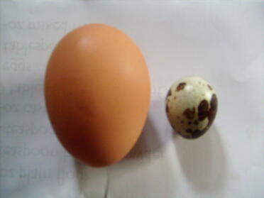 1 groot kippenei naast klein ei