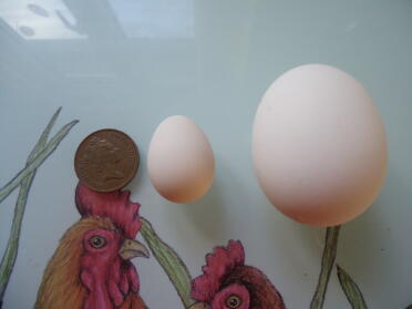 Serama-ei naast een ei uit Polen