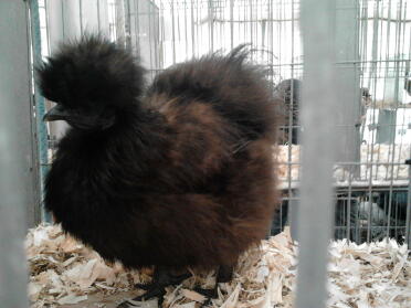 Zwarte Silkie