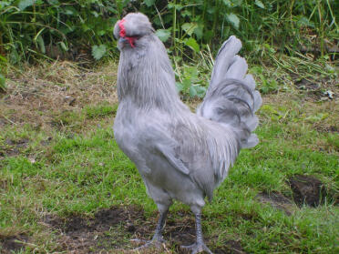 Aracauna kip poseert in de tuin