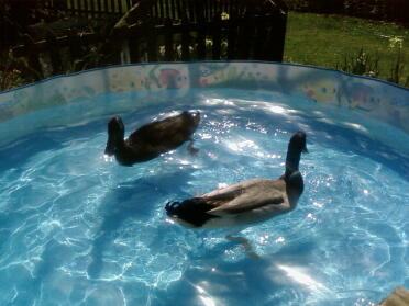 Twee eenden zwemmen in een pierenbadje.