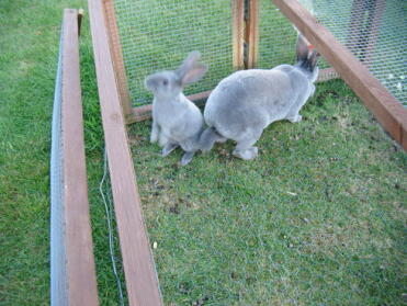 Twee konijnen buiten in hun ren
