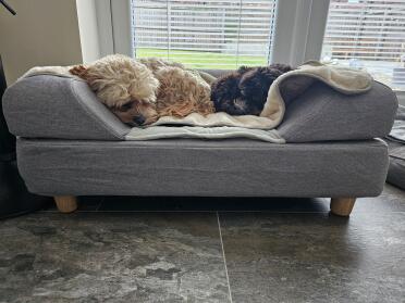 Jongens houden van hun bed!