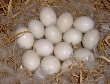 Legde eieren in nest
