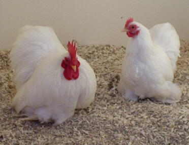Mijn twee Pekins
