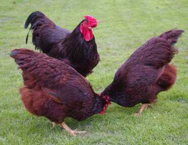 3 kippen in de tuin