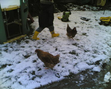 Kippen in de sneeuw
