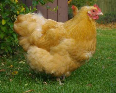 Buff orpington krielkip in de tuin