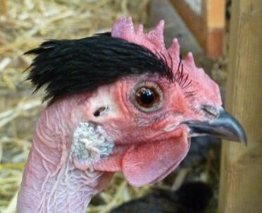 Een foto van een kip met een naakte nek.