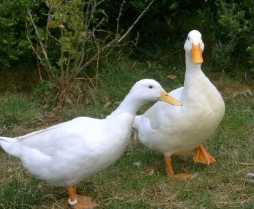 2 eenden in de tuin