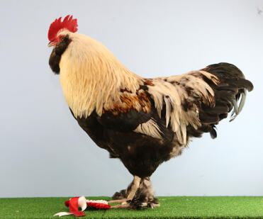 Henry 1e in show Salmon faverolle Bantam