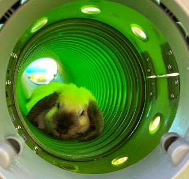 Cookie de minilop die een dutje doet in haar tunnel op een zomerse dag