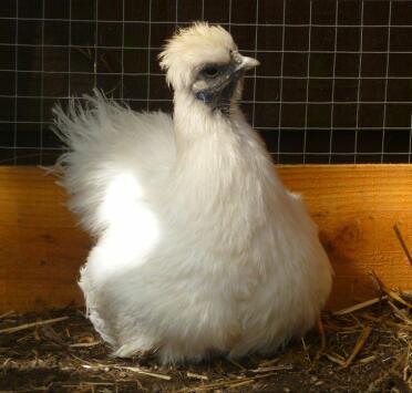 Een silkie kip zittend op haar nest