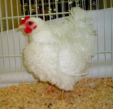 Frizzle kip