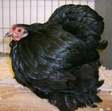 Pekin zwarte kip