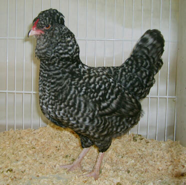 Aracauna kip
