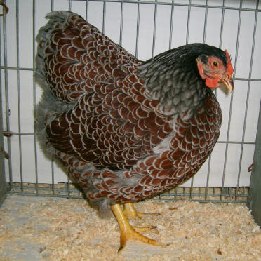 Wyndotte blauwgezoomde kip poseert